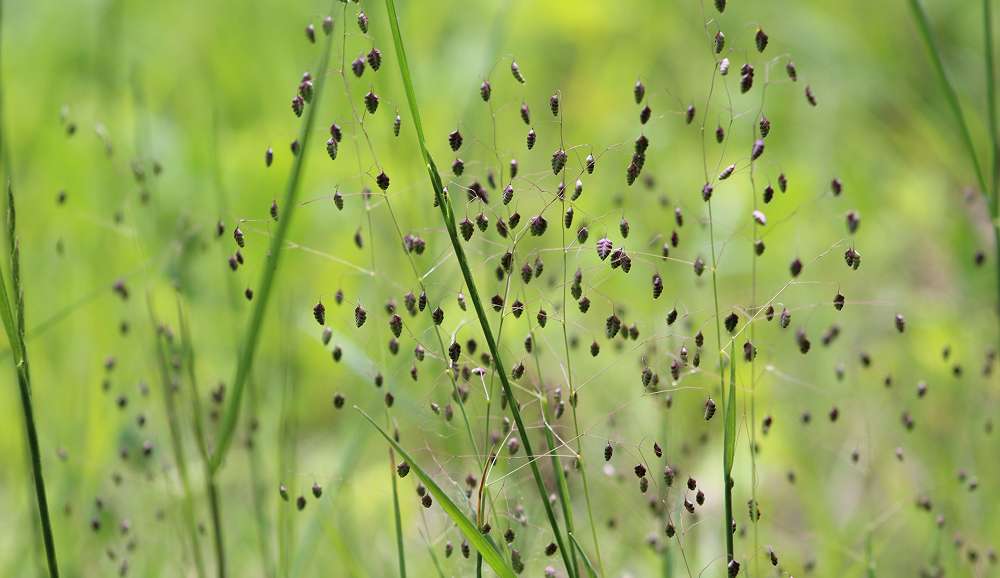 Strandhafer (Ammophila arenaria), (c) Hubertus Schwarzentraub/NABU-naturgucker.de