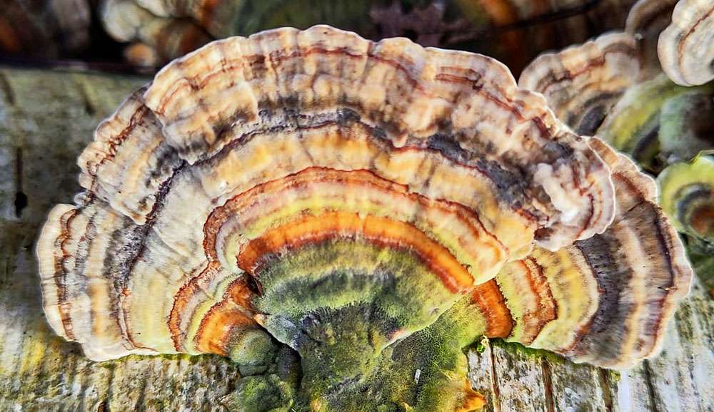 Schmetterlingstramete (Trametes versicolor), (c) Winnie Hübner/NABU-naturgucker.de