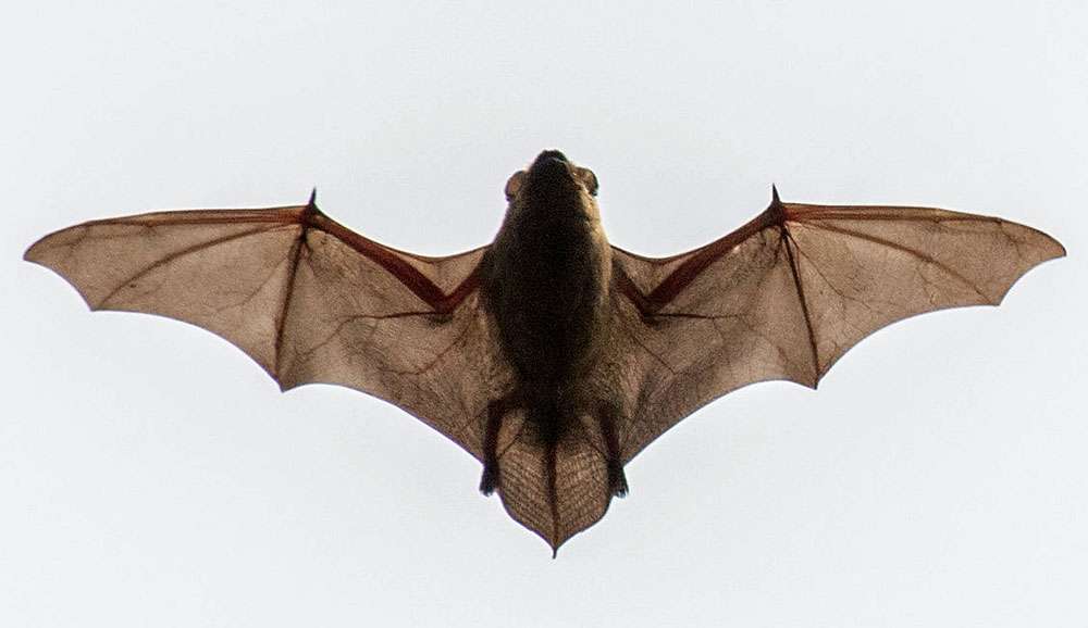 Großer Abendsegler (Nyctalus noctula), (c) Torsten Nienaber/NABU-naturgucker.de