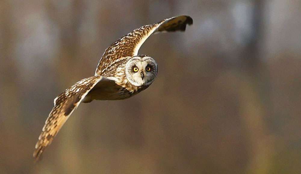 Sumpfohreule (Asio flammeus), (c) Ulrich Köller/NABU-naturgucker.de
