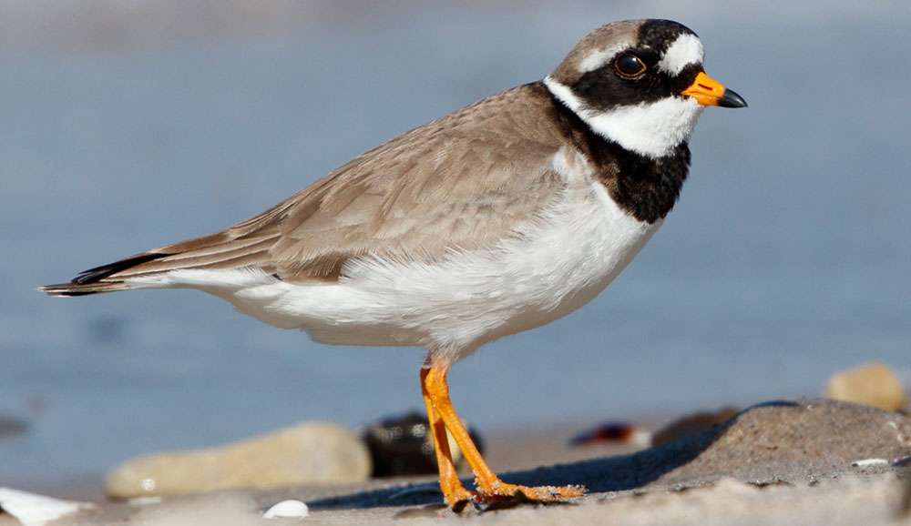 Sandregenpfeifer (Charadrius hiaticula), (c) Matthias Entelmann/NABU-naturgucker.de