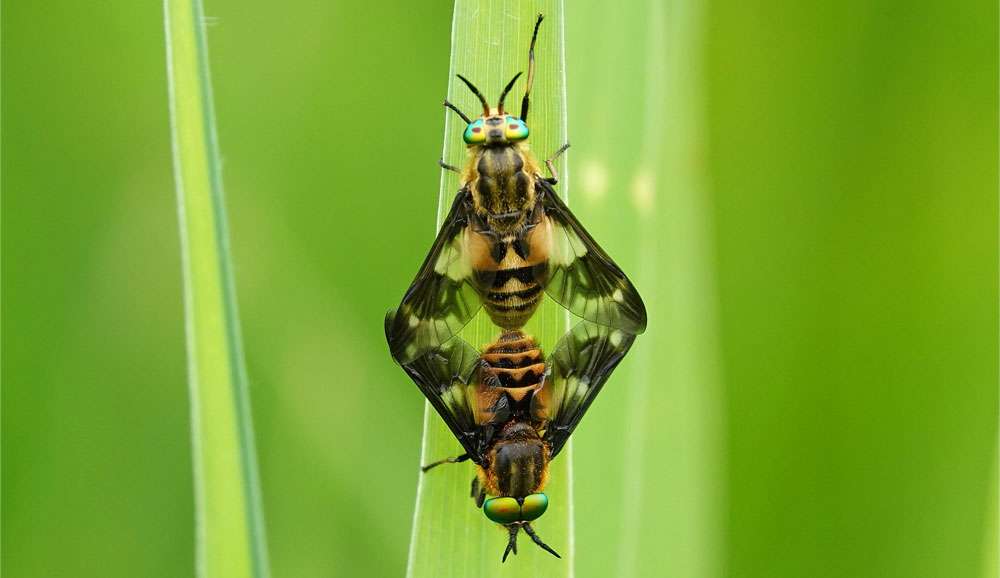 Goldaugenbremse (Chrysops relictus), (c) Jens Winter/NABU-naturgucker.de