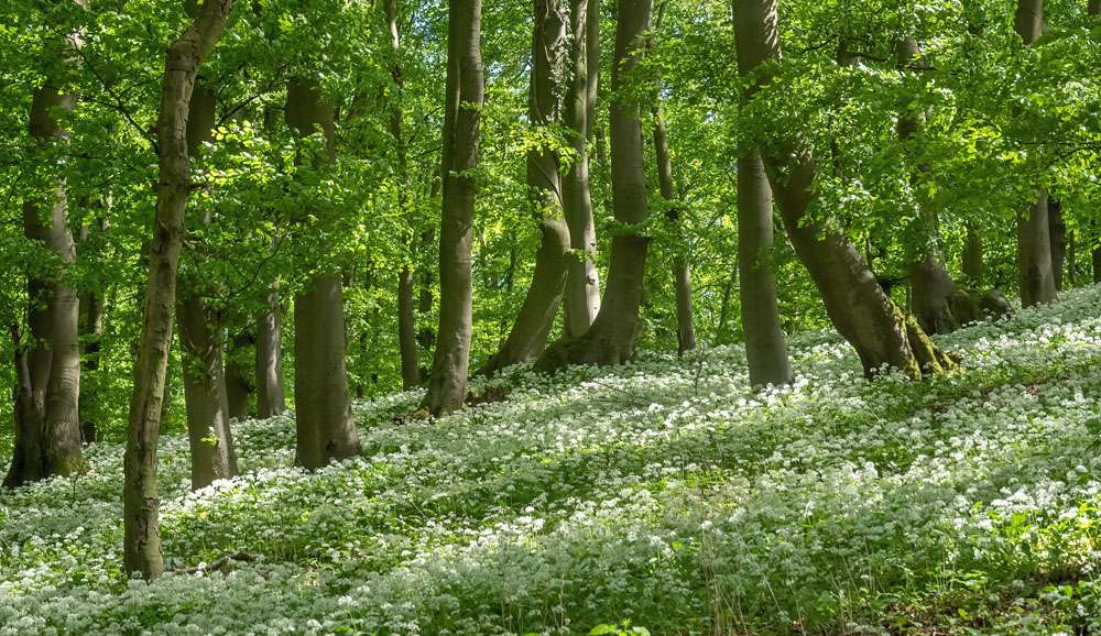 Bär-Lauch im Wald, (c) Anette Sander/NABU-naturgucker.de