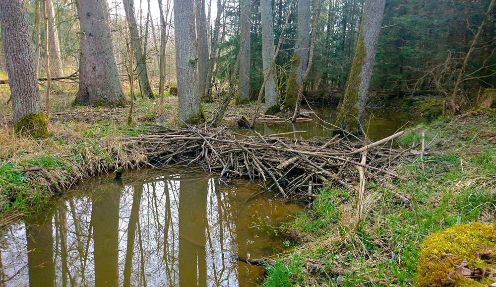 Biberdamm in einem Auwald, (c) Ronny Hartwich/NABU-naturgucker.de