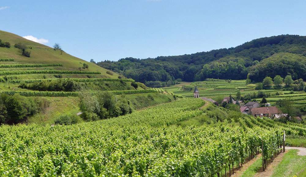 Weinberg im Kaiserstuhl, (c) Gudrun Treiber/NABU-naturgucker.de