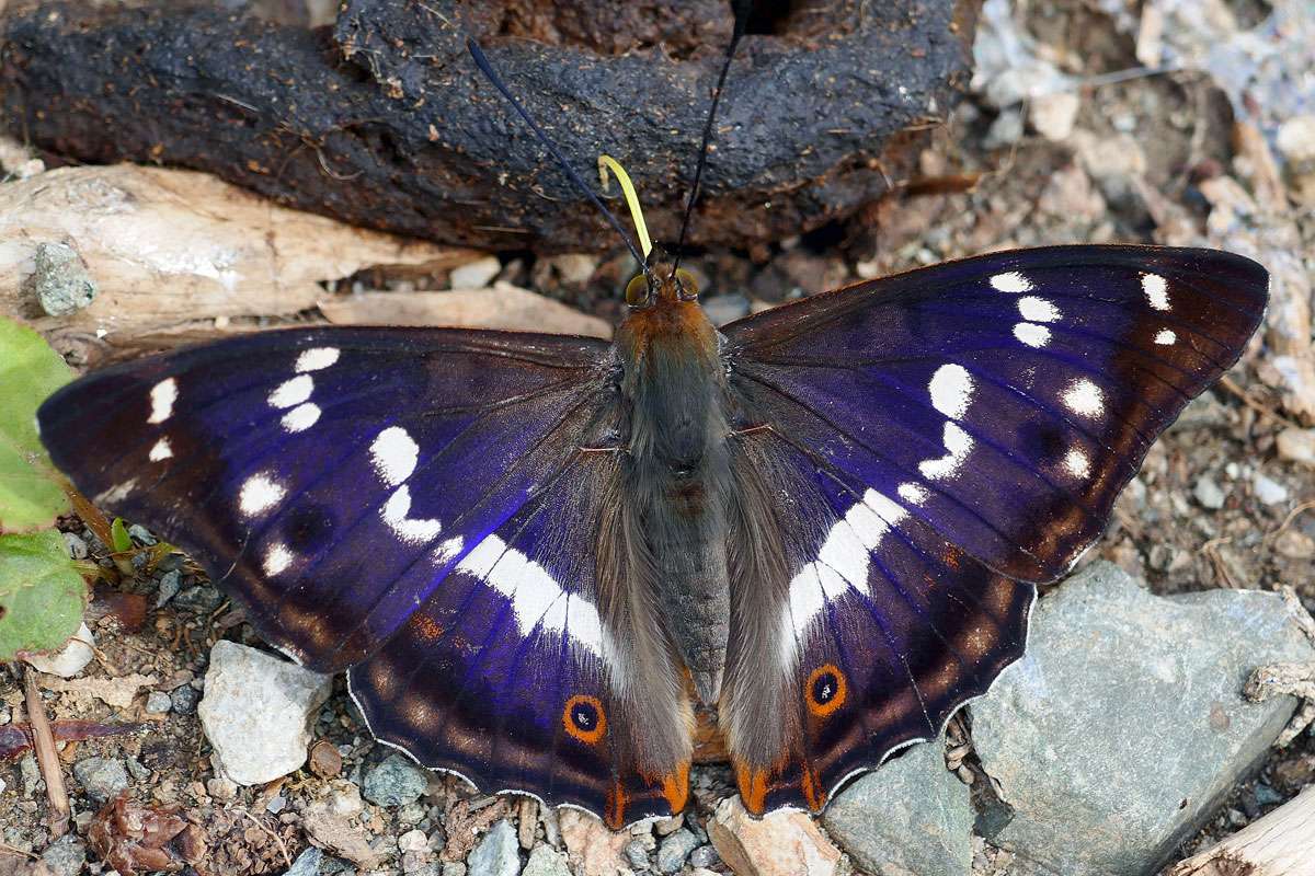 Männlicher Großer Schillerfalter (Apatura iris), (c) Hubertus Schwarzentraub/NABU-naturgucker.de