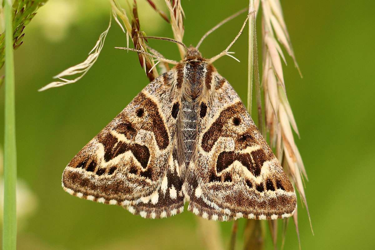 Tagaktiver Nachtfalter: die Scheck-Tageule (Euclidia mi), (c) Ursula Spolders/NABU-naturgucker.de