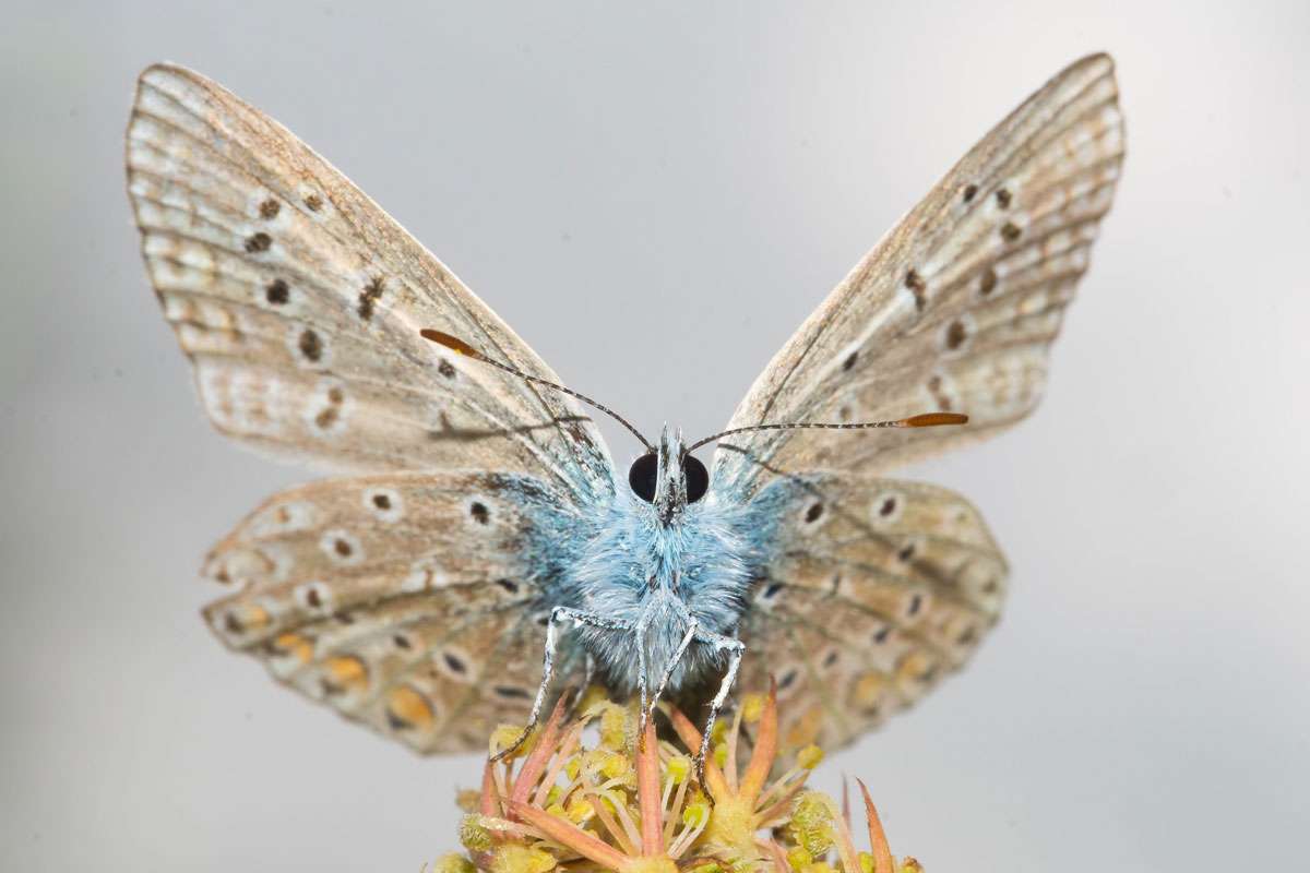 Gemeiner Bläuling (Polyommatus icarus), (c) Udo Krupka/NABU-naturgucker.de