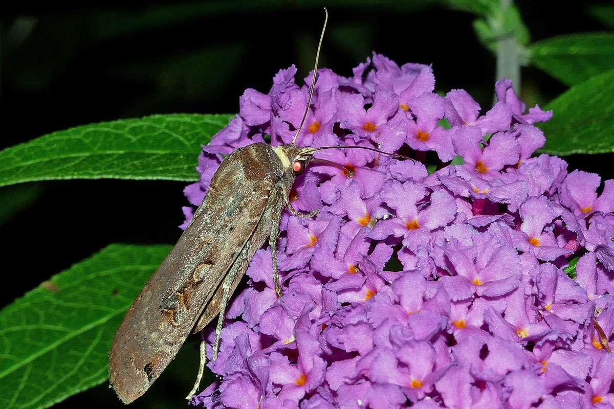 Hausmutter (Noctua pronuba), (c) Joachim Das/NABU-naturgucker.de