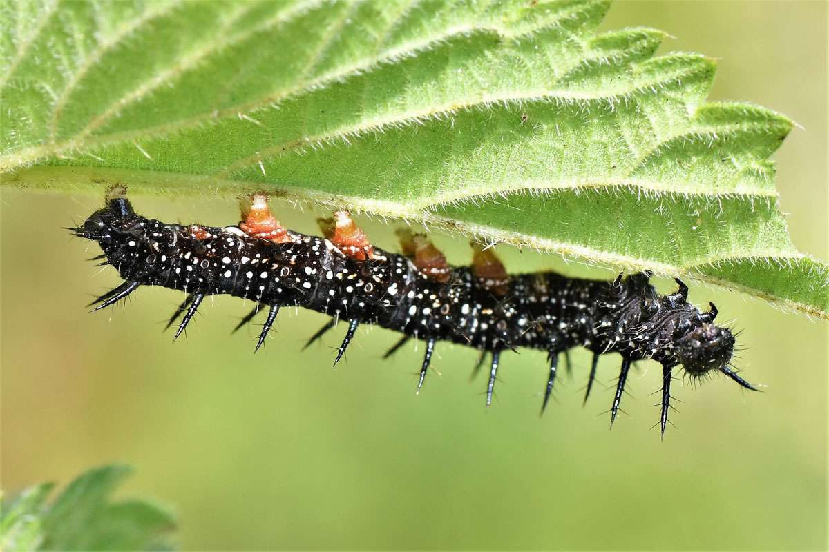 Raupe des Tagpfauenauges (Aglais io), (c) Rolf Jantz/NABU-naturgucker.de