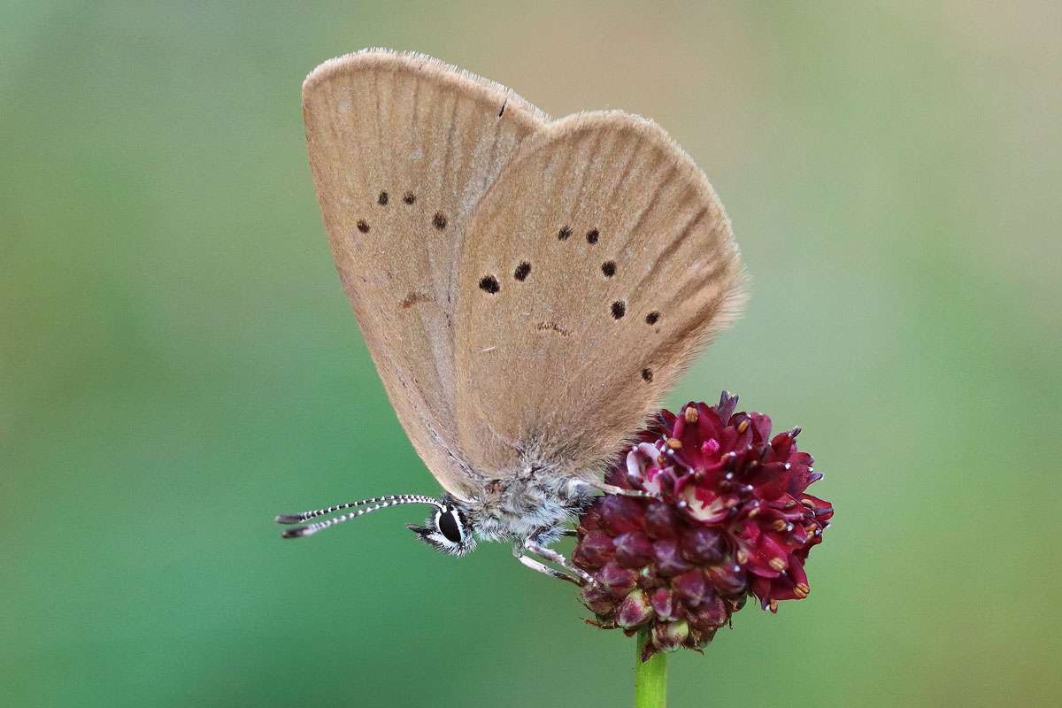 Dunkler Wiesenknopf-Ameisenbläuling (Phengaris nausithous), (c) Bernd Müller/NABU-naturgucker.de