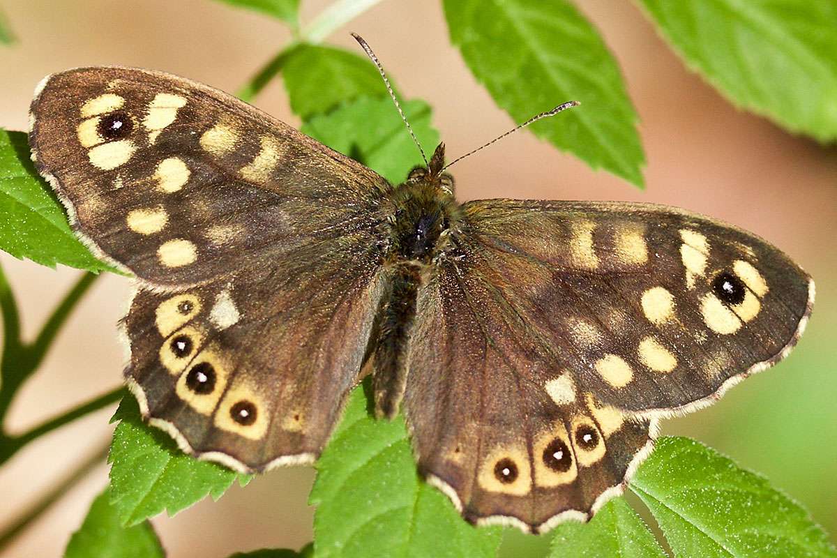 Waldbrettspiel (Pararge aegeria), (c) Monika Waldhelm/NABU-naturgucker.de