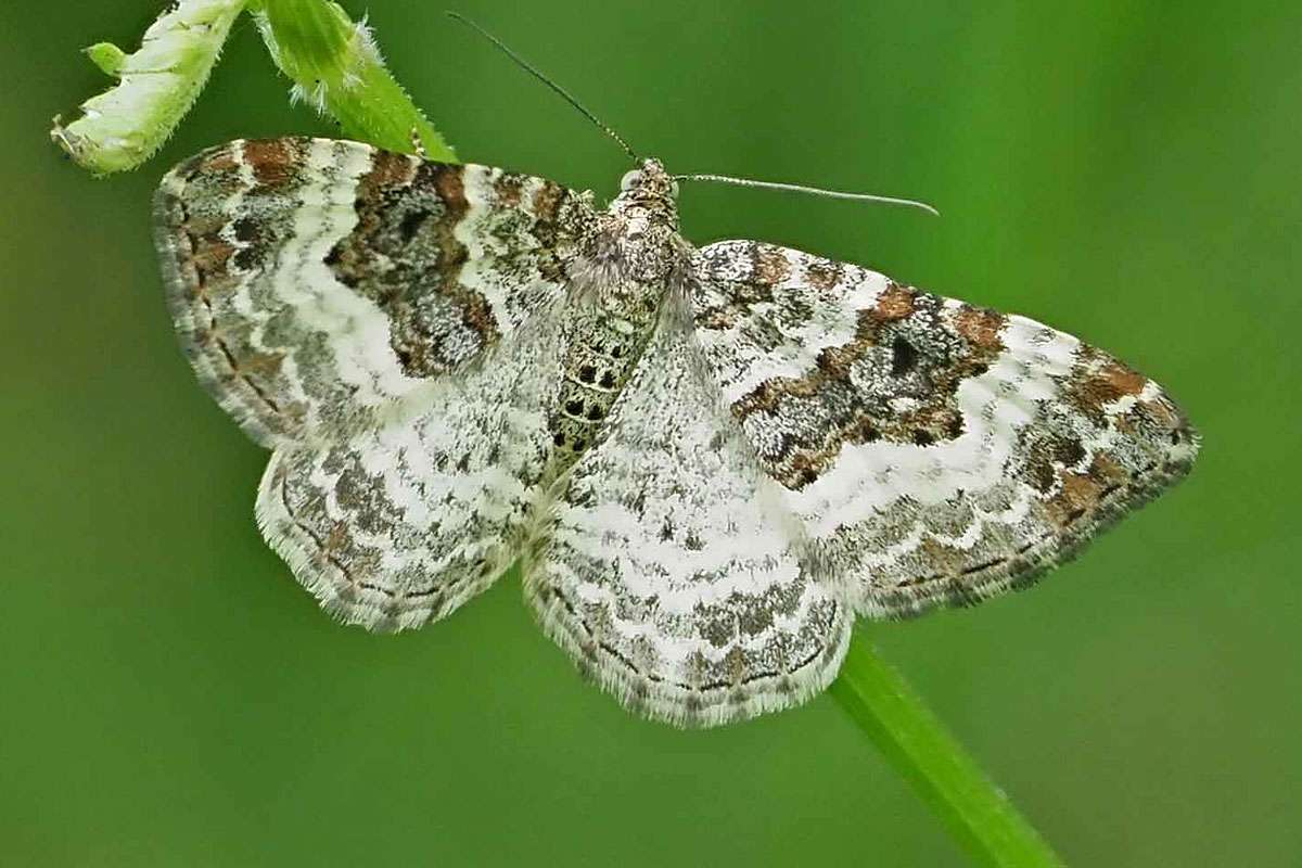 Gemeiner Bindenspanner (Epirrhoe alternata), (c) Bernhard Konzen/NABU-naturgucker.de