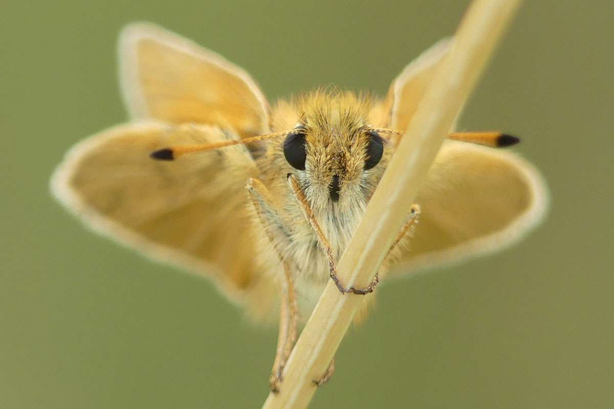 Schwarzkolbiger Braun-Dickkopffalter (Thymelicus lineola), (c) Benjamin Franke/NABU-naturgucker.de