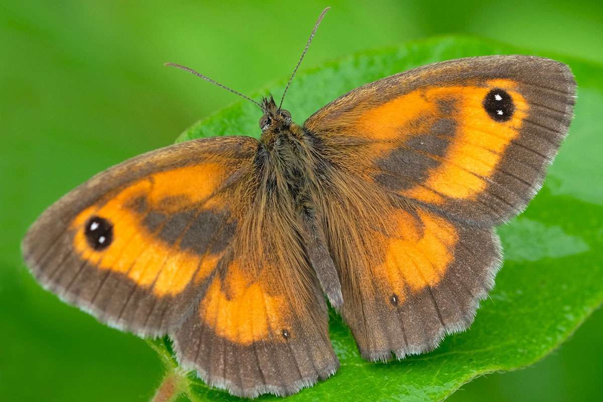 Rotbraunes Ochsenauge (Pyronia tithonus), Männchen, (c) Margit Springer/NABU-naturgucker.de