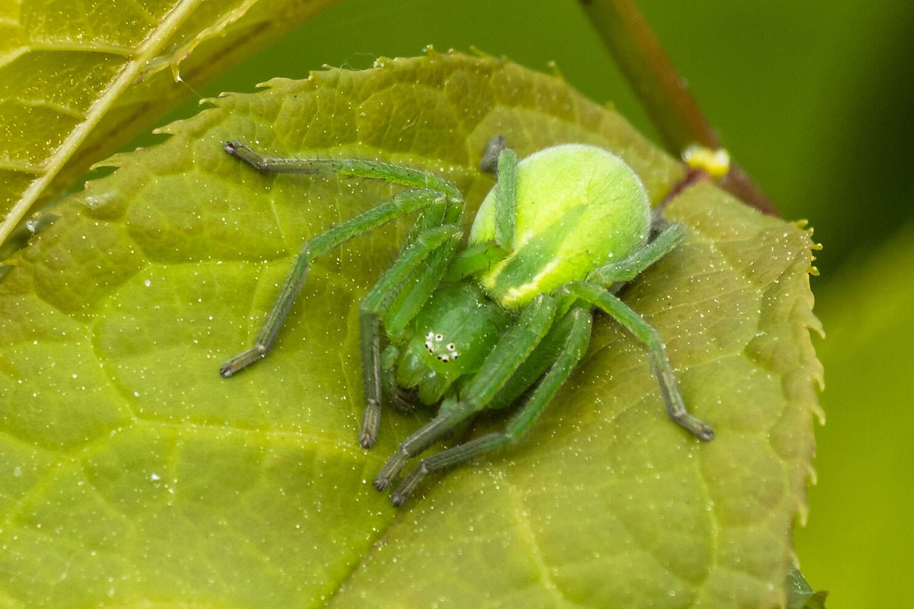 Grüne Huschspinne (Micrommata virescens), (c) Istvan und Sabine Palfi/NABU-naturgucker.de