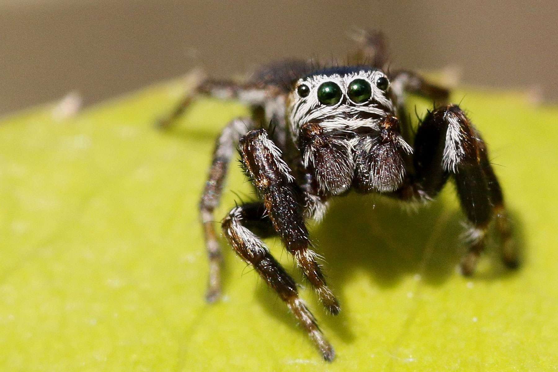 Dunkler Sichelspringer (Evarcha arcuata), (c) Frank Aeckersberg/NABU-naturgucker.de