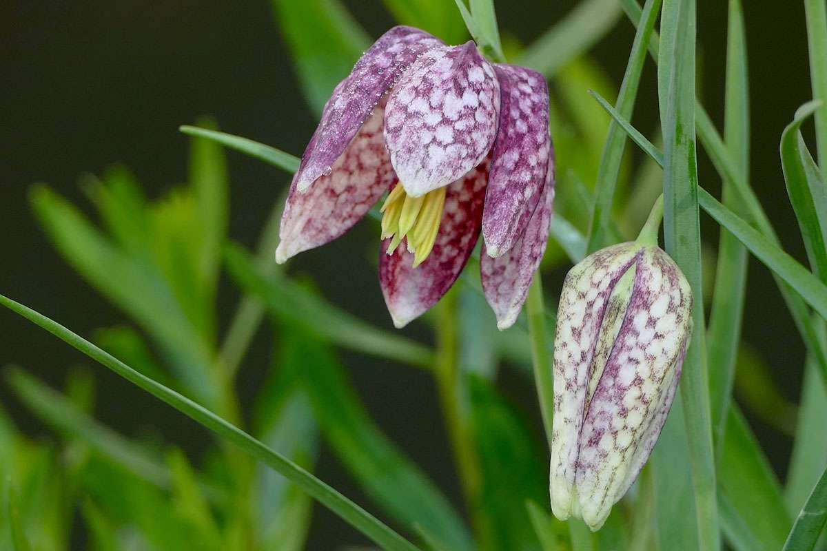 Gewöhnliche Schachblume (Fritillaria meleagris), (c) Birgit Kurth/NABU-naturgucker.de