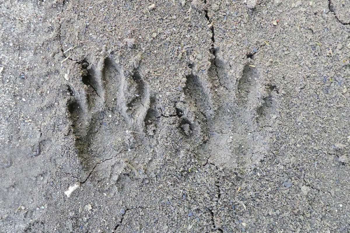 Spuren eines Waschbärs (Procyon lotor), (c) Hans Prün/NABU-naturgucker.de