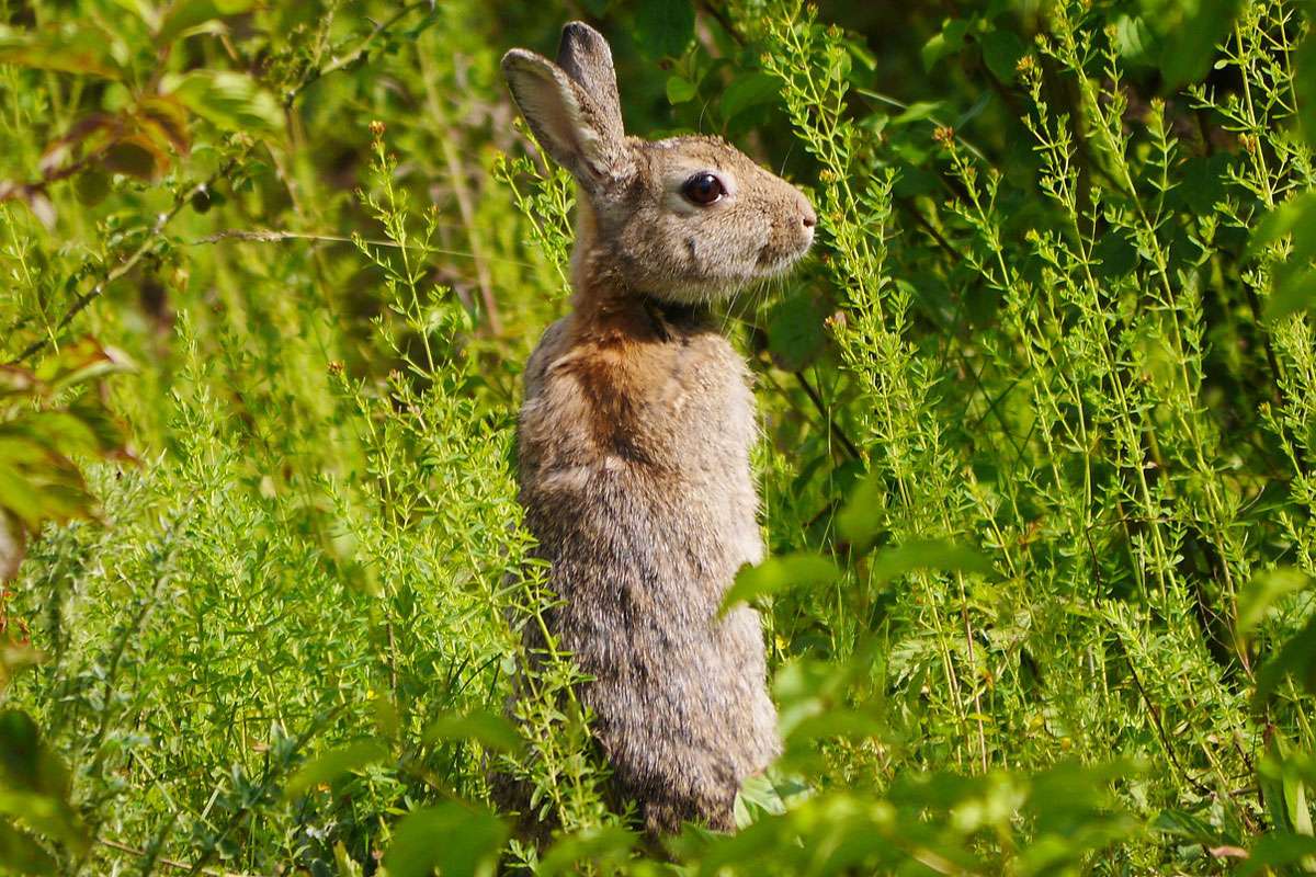 Wildkaninchen (Oryctolagus cuniculus), (c) Jürgen Seibel/NABU-naturgucker.de