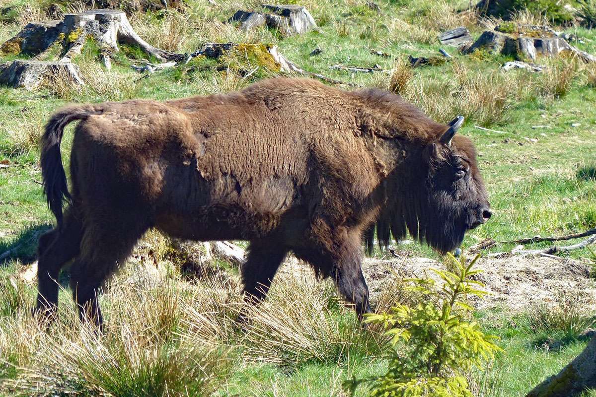 Wisent (Bison bonasus), (c) Armin Dreisbach/NABU-naturgucker.de