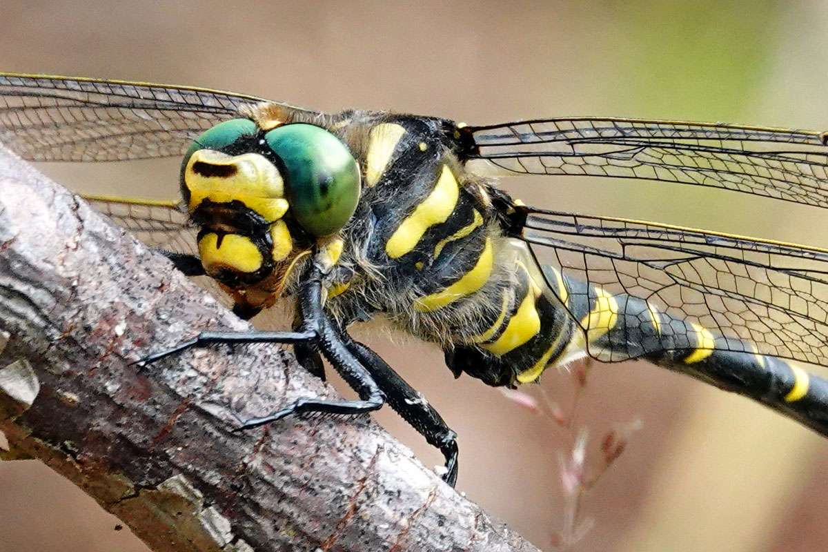 Lebt an Bächen mit guter Wasserqualität:
die Zweigestreifte Quelljungfer (Cordulegaster boltonii), (c) Jens Winter/NABU-naturgucker.de