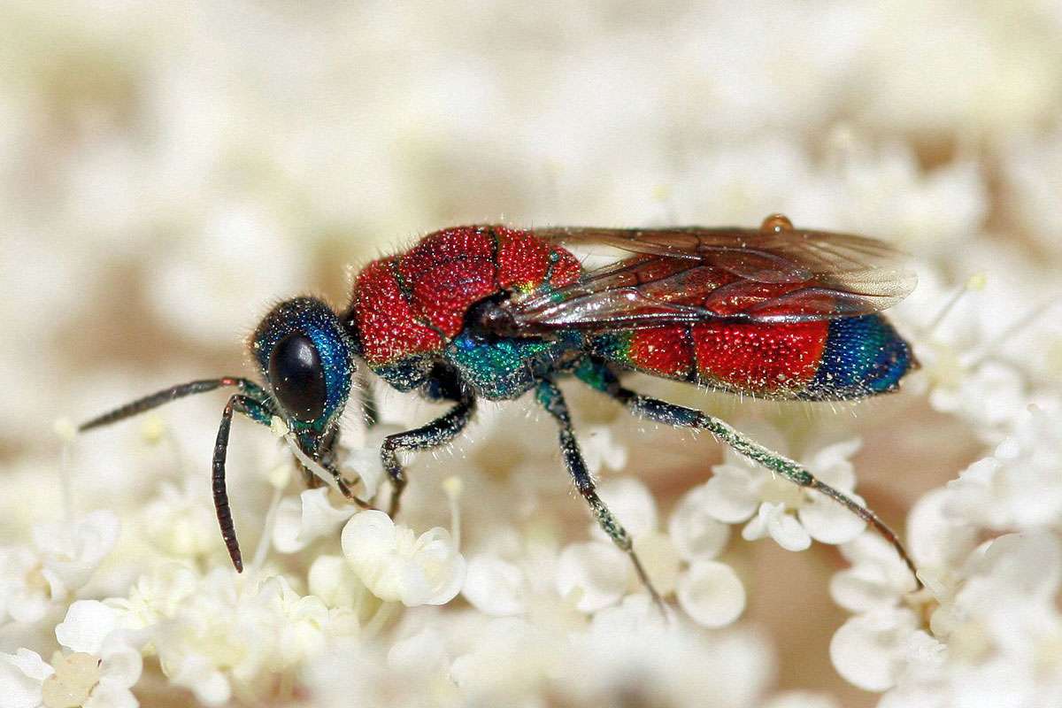 Wespentaille und Fühlerform verraten: die Bunte Goldwespe (Chrysis viridula) gehört zur Ordnung der Hautflügler, (c) Frank Aeckersberg/NABU-naturgucker.de