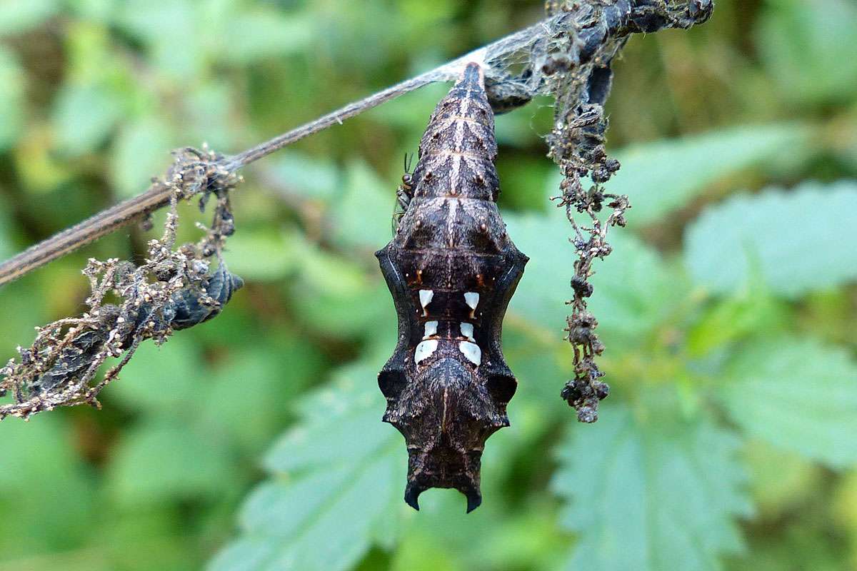 Kommt ganz ohne Brutpflege durch die Eltern aus:
Puppe des C-Falters (Polygonia c-album), (c) Eva-Maria Bäßler/NABU-naturgucker.de