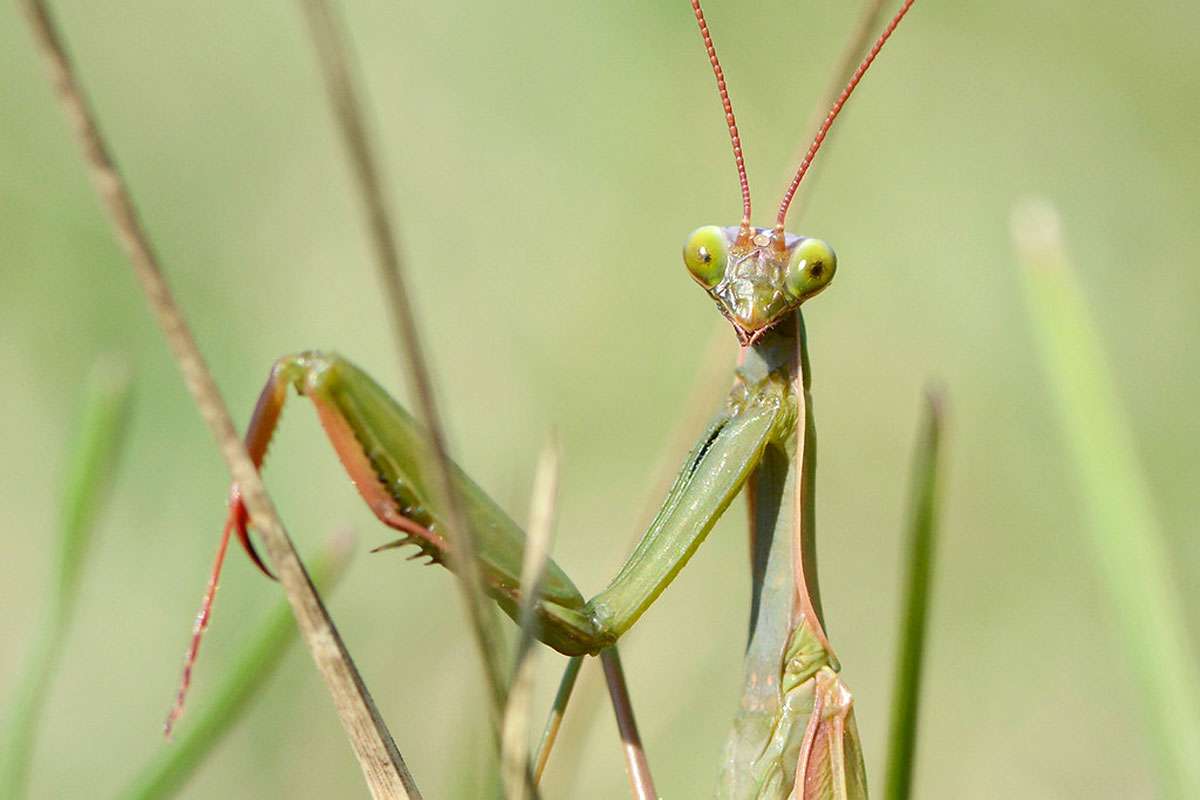 Gottesanbeterin (Mantis religiosa), (c) Stella Mielke/NABU-naturgucker.de