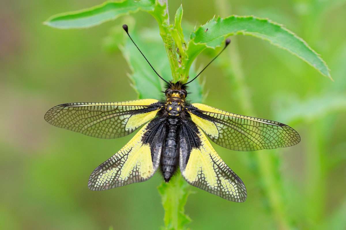 Ist in Deutschland sehr selten:
der Libellen-Schmetterlingshaft (Libelloides coccajus), (c) Markus Kolbe/NABU-naturgucker.de
