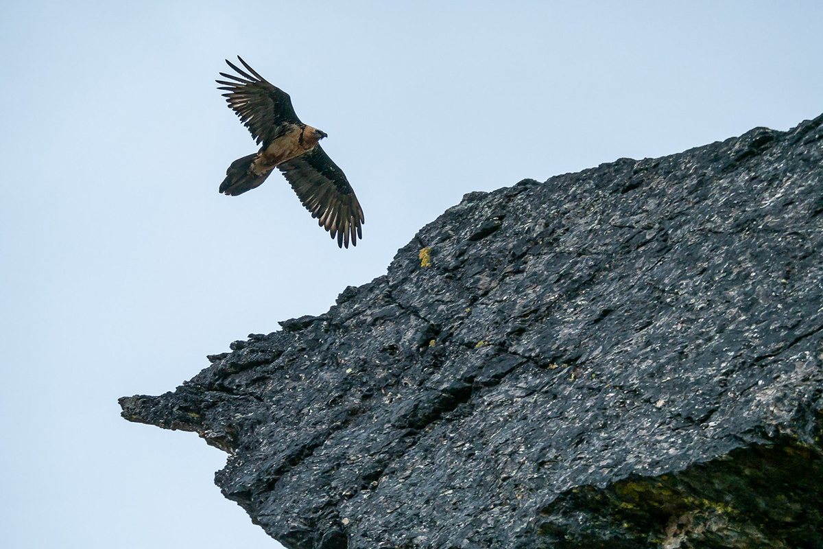 Bartgeier in Südtirol im Jahr 2018, (c) Werner Baubkus/NABU-naturgucker.de
