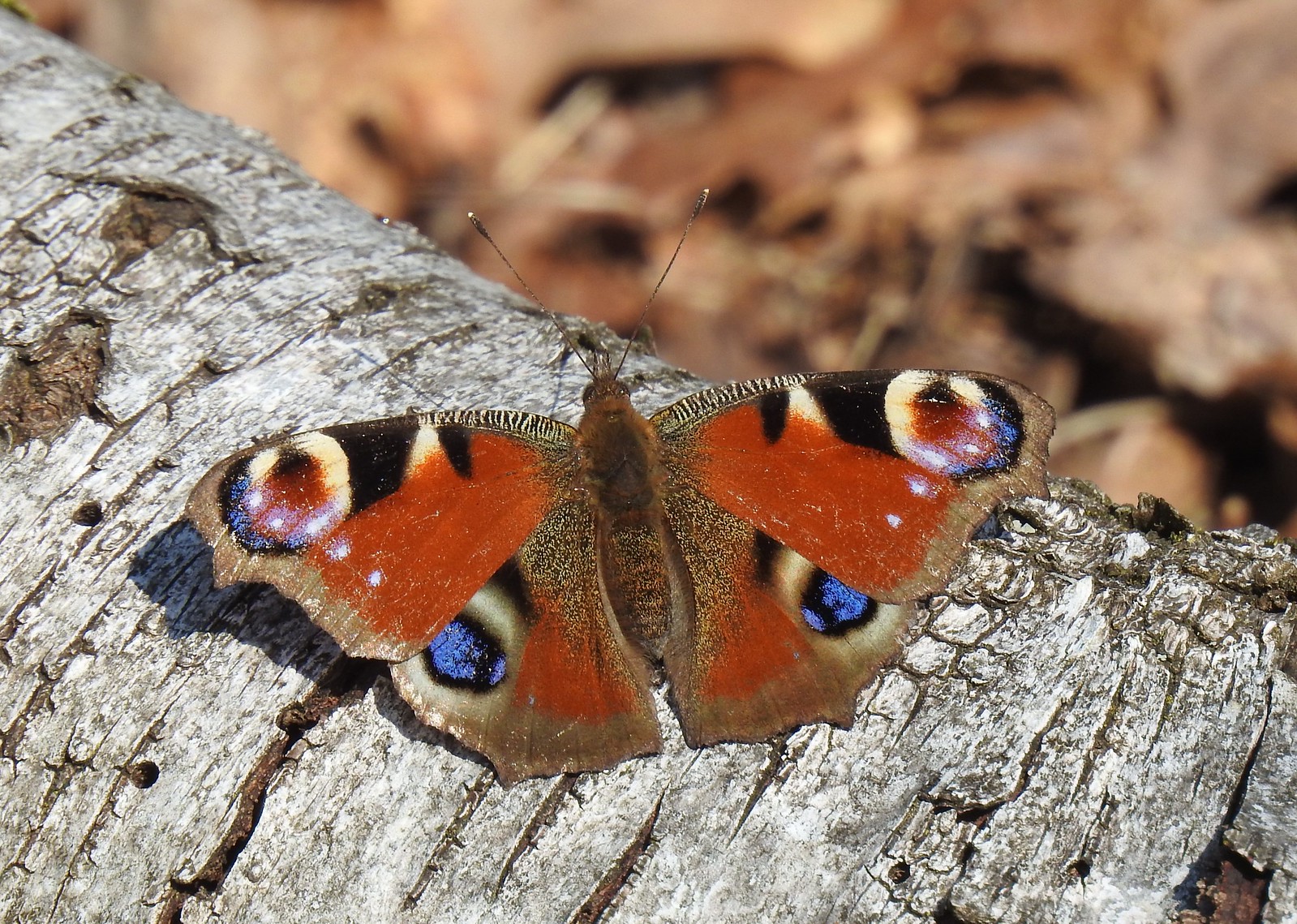 Tagpfauenauge (Aglais io), (c) Sonja Klein/NABU-naturgucker.de