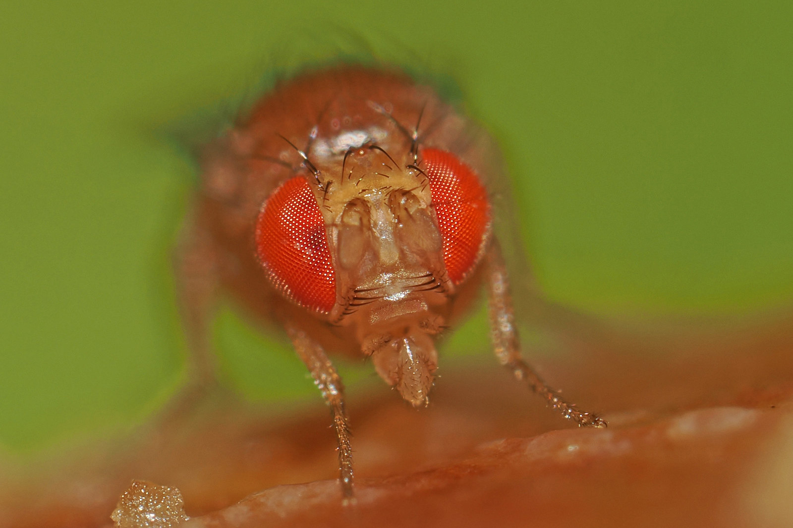 Schwarzbäuchige Fruchtfliege auf faulendem Apfel, (c) Felix Riegel/NABU-naturgucker.de