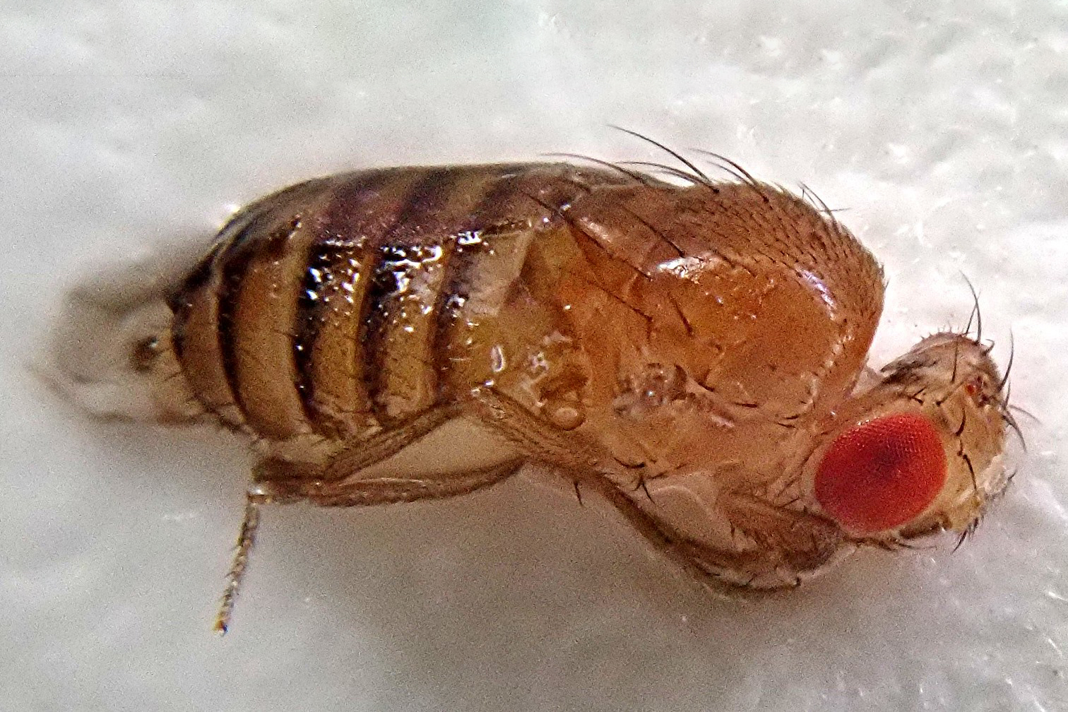 Schwarzbäuchige Fruchtfliege auf Federweißer, (c) Christine Laumann/NABU-naturgucker.de