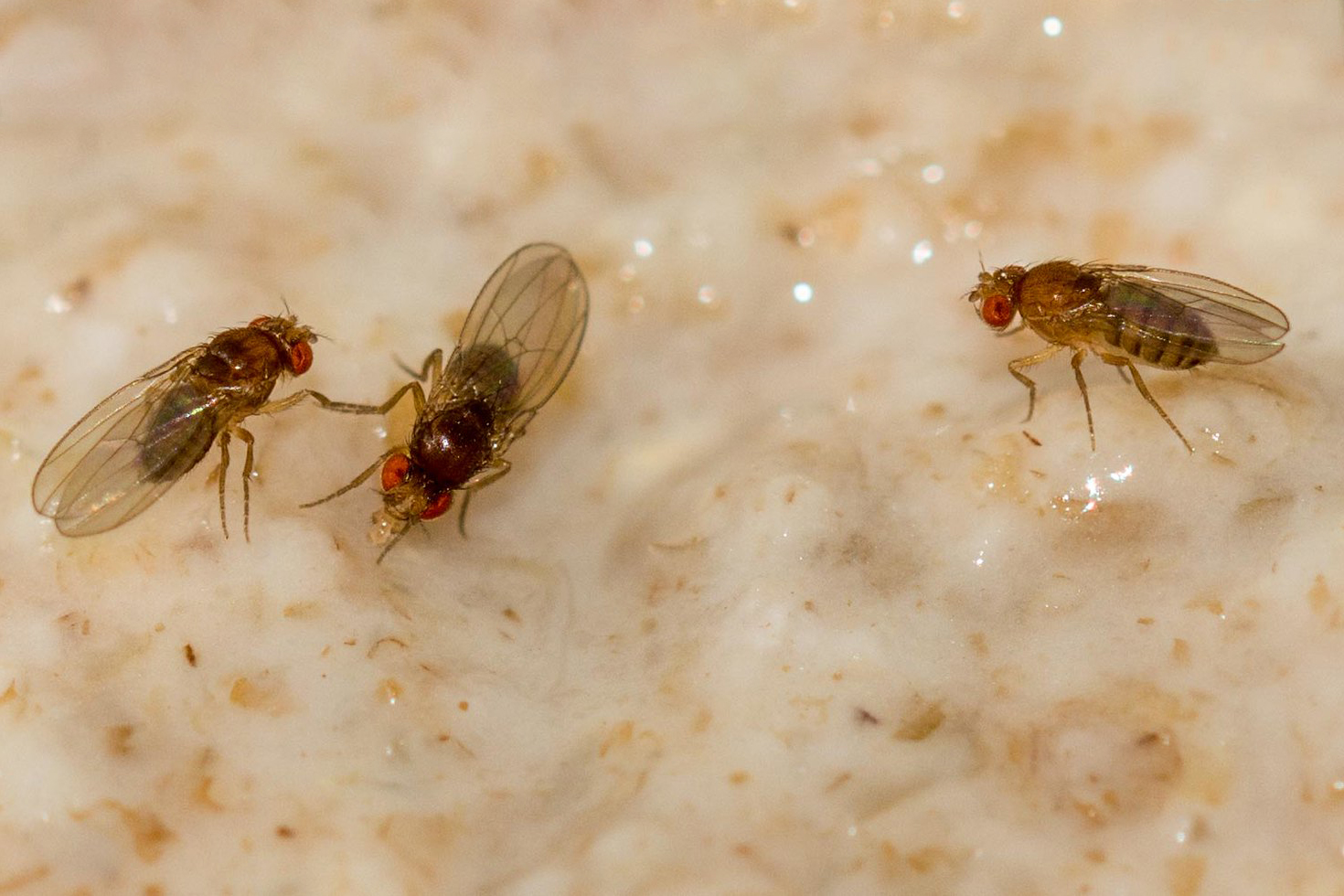 Schwarzbäuchige Fruchtfliegen auf Sauerteig, (c) Ursula Goenner/NABU-naturgucker.de