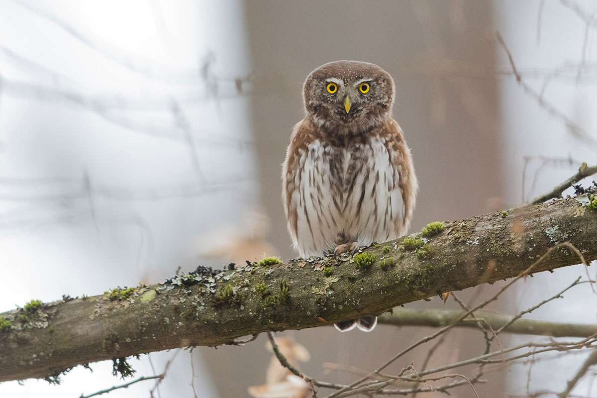 Sperlingskauz (Glaucidium passerinum), (c) Gunther Zieger/NABU-naturgucker.de