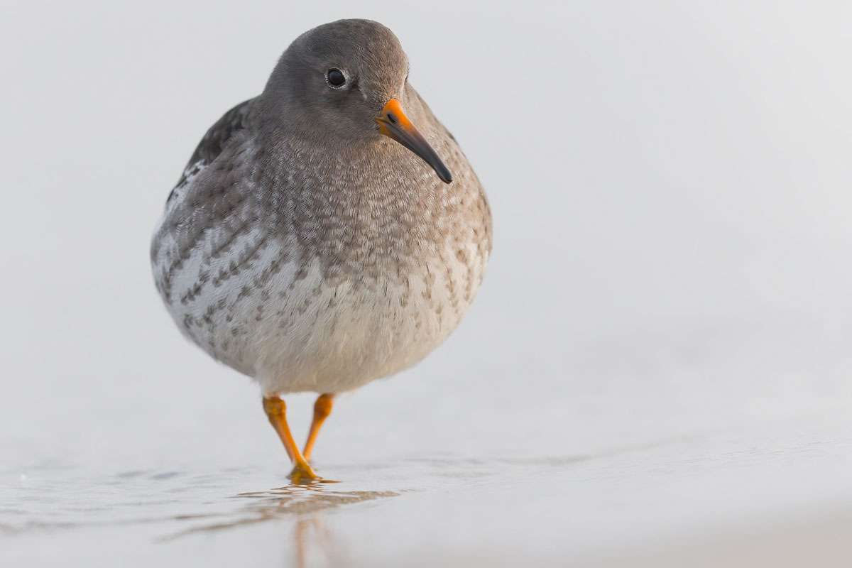 Meerstrandläufer (Calidris maritima), (c) Thomas Schwarzbach/NABU-naturgucker.de
