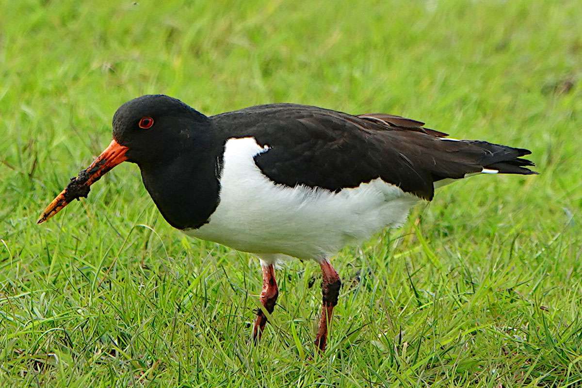 Austernfischer (Haematopus ostralegus), (c) Meik Matiszik/NABU-naturgucker.de