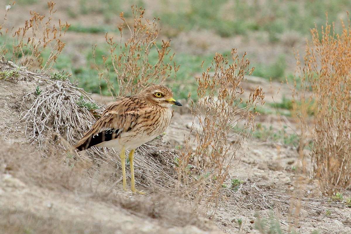 Triel (Burhinus oedicnemus), (c) Nadine Röhnert/NABU-naturgucker.de