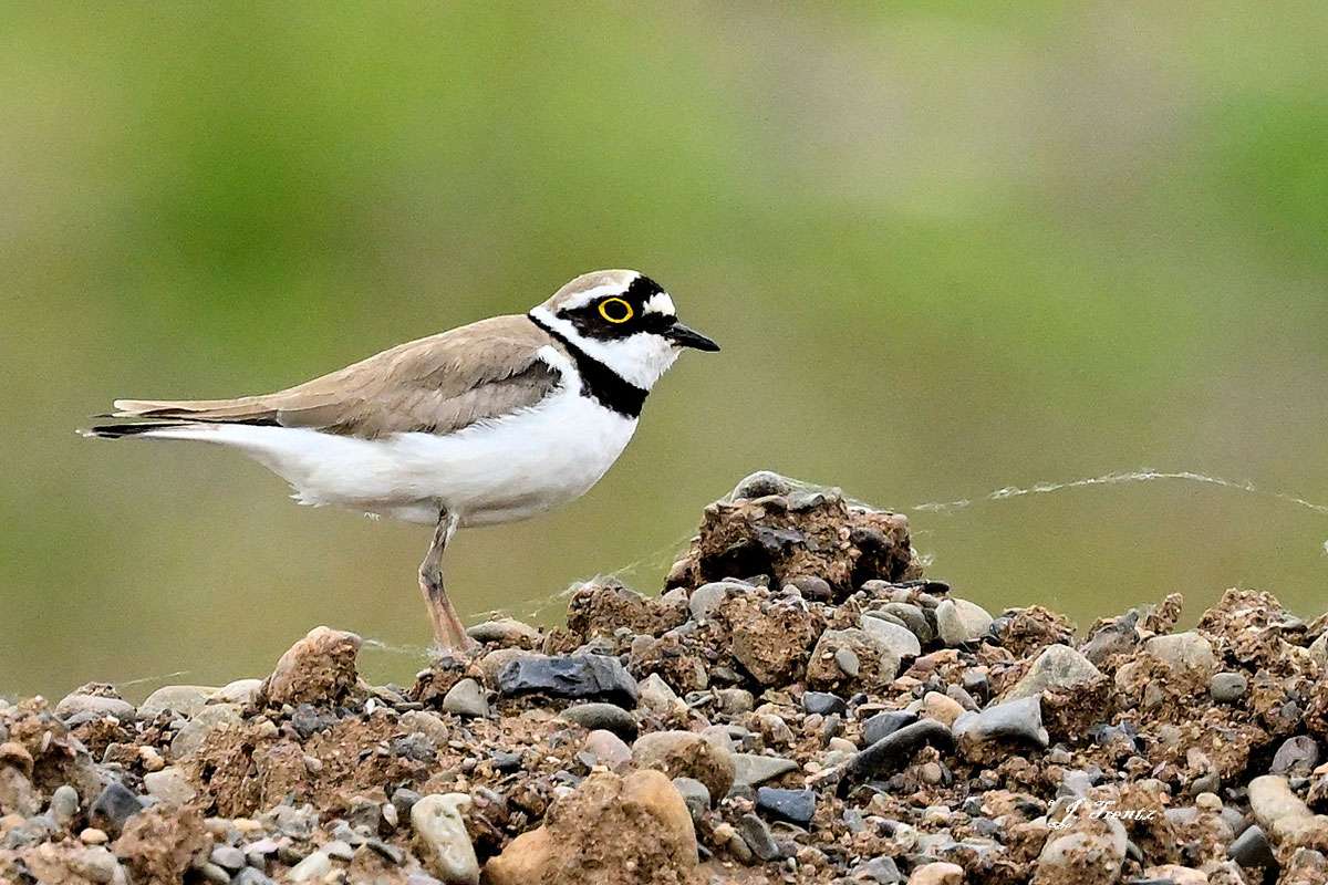 Flussregenpfeifer (Charadrius dubius), (c) Jutta Trentz/NABU-naturgucker.de