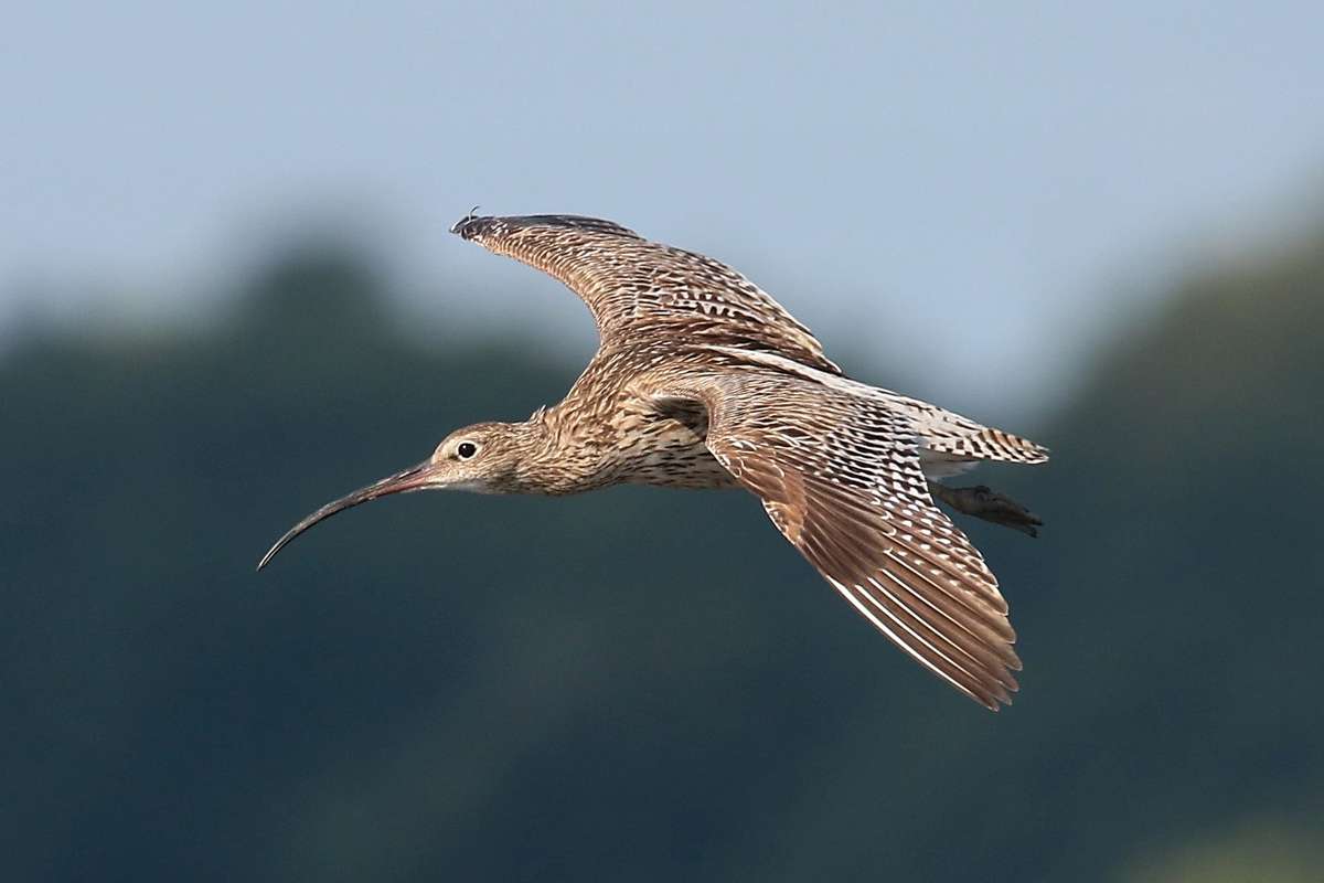 Großer Brachvogel (Numenius arquata), (c) Sören Rust/NABU-naturgucker.de