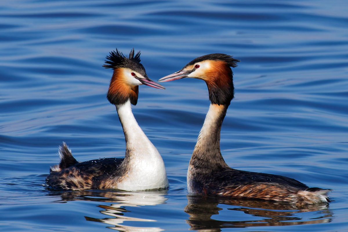 Haubentaucher (Podiceps cristatus), (c) Andreas Schäfferling/NABU-naturgucker.de