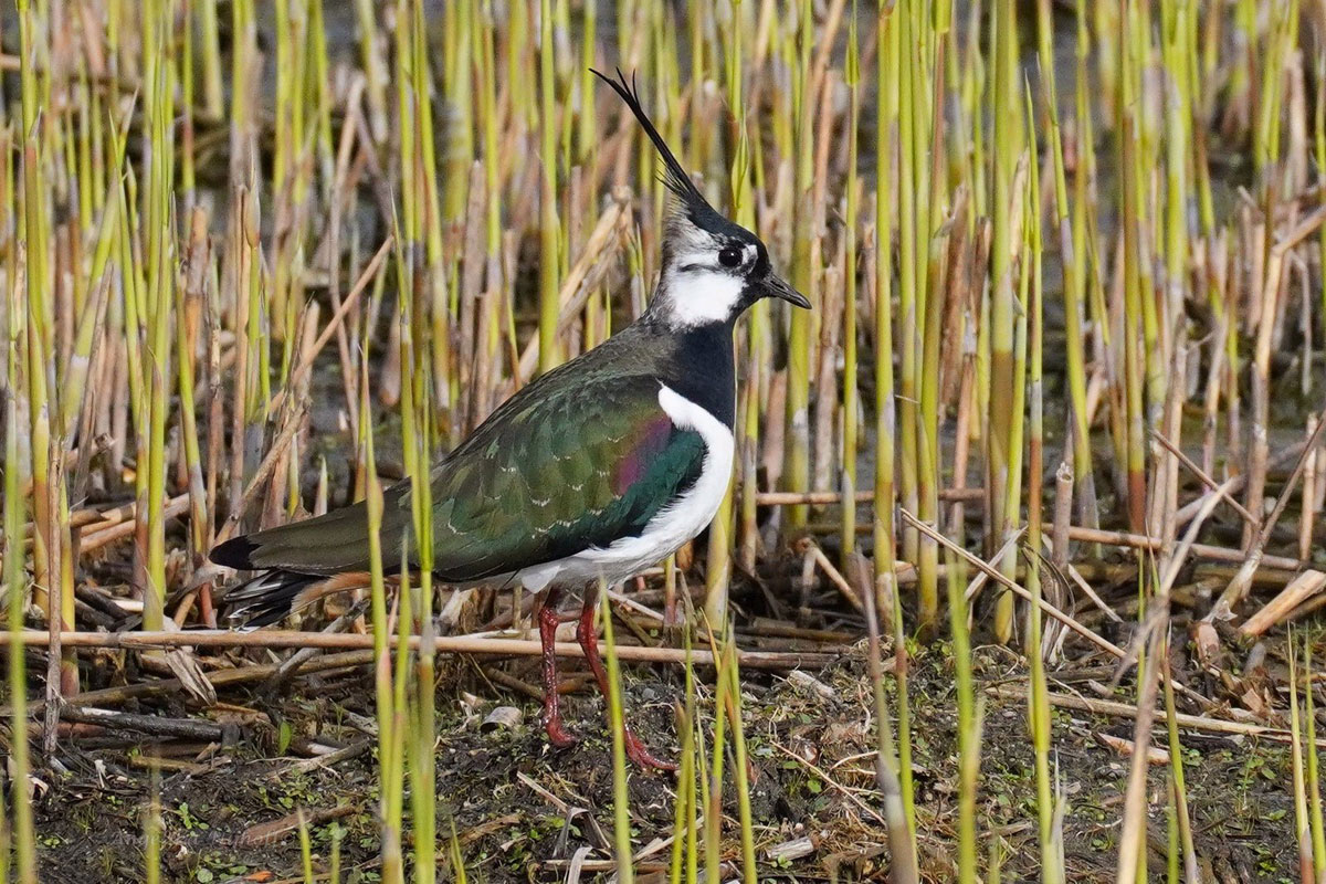 Kiebitz (Vanellus vanellus), (c) Angelika Nijhoff/NABU-naturgucker.de