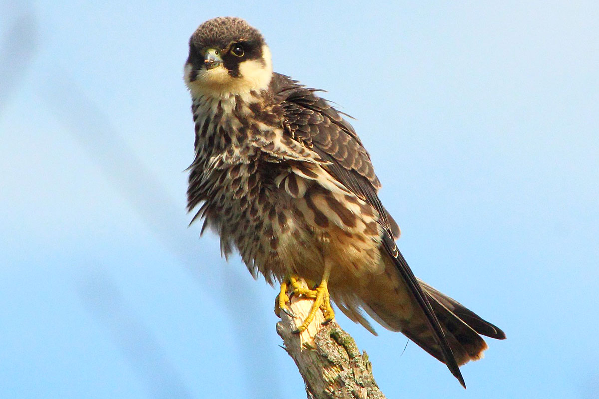 Baumfalke (Falco subbuteo), (c) Jonas Blaumann/NABU-naturgucker.de
