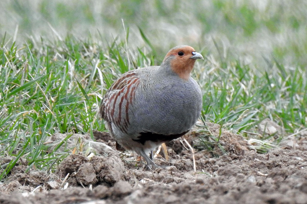 In Deutschland selten geworden: das Rebhuhn (Perdix perdix), (c) Volker Saß/NABU-naturgucker.de