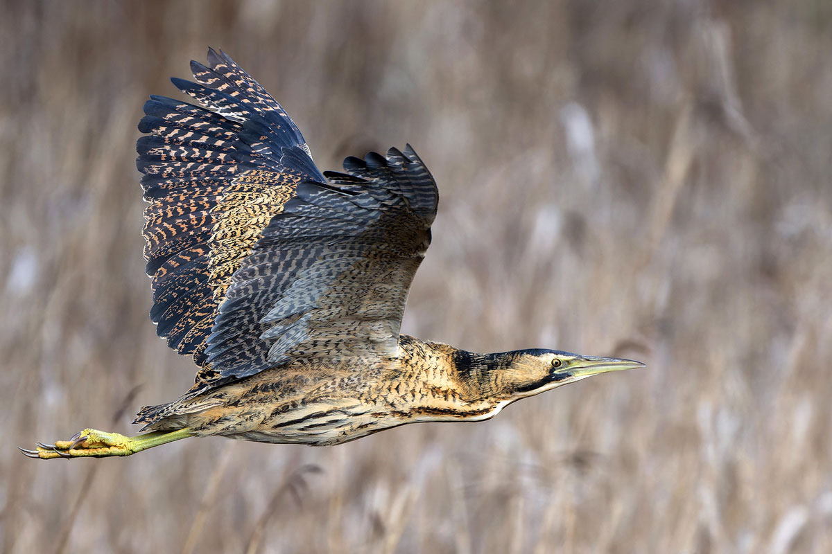 Rohrdommel (Botaurus stellaris), (c) Klaus Mendla/NABU-naturgucker.de