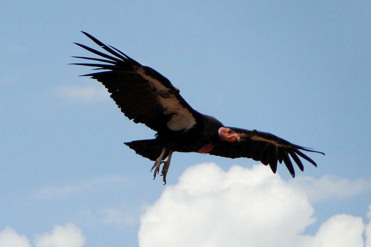 Kalifornischer Kondor, (c) Martin Meßmer/NABU-naturgucker.de