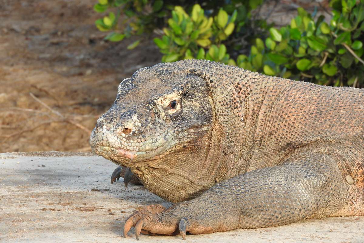Komodo-Waran, (c) Axel Ringhofer/NABU-naturgucker.de