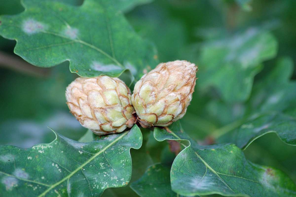Zwei Pflanzengallen der Eichenrosen-Gallwespe, (c) Bernt Schmidt/NABU-naturgucker.de