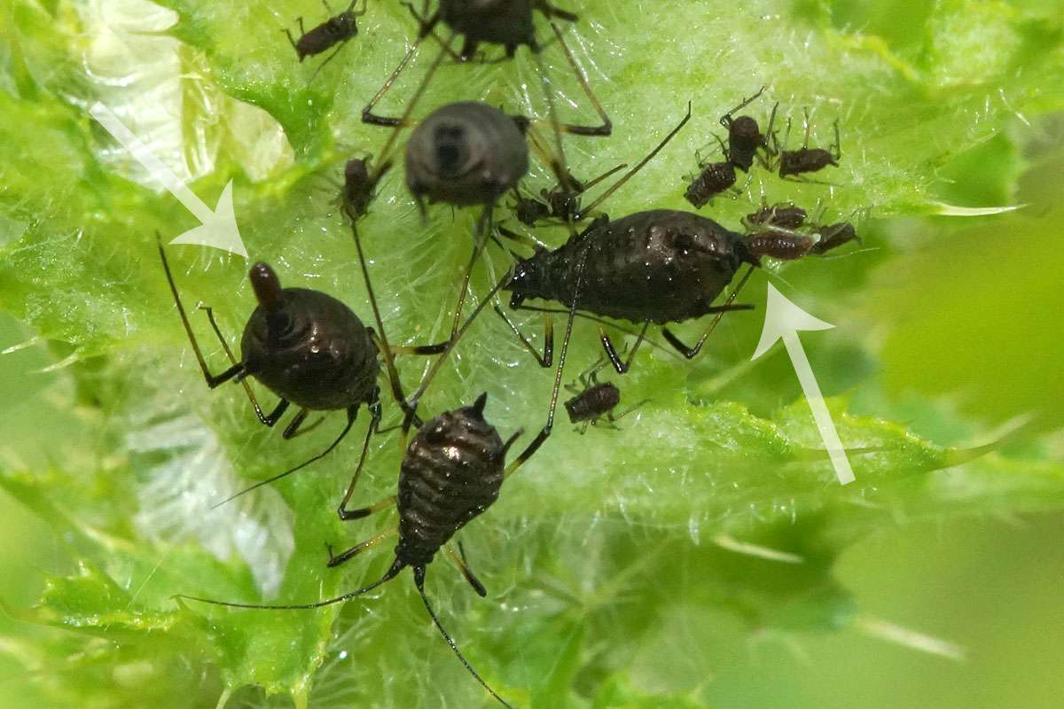 Zwei Lebendgeburten bei der Ackerdistel-Blattlaus, (c) Gaby Schulemann-Maier/NABU-naturgucker.de